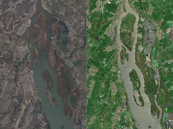 启牛配资 卫星看变化｜见证湛江红树林、深圳鲲鹏径一号桥绿意回归